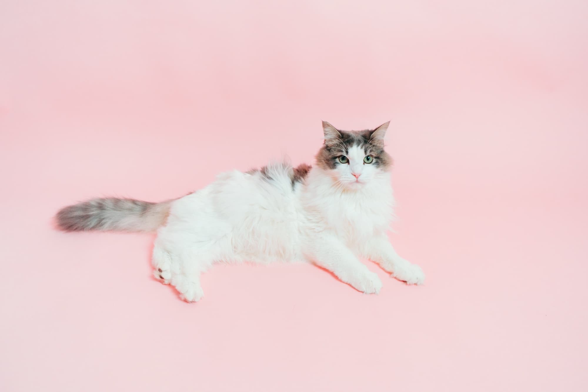 看板猫ラテちゃん サイベリアン 横浜スタジオ