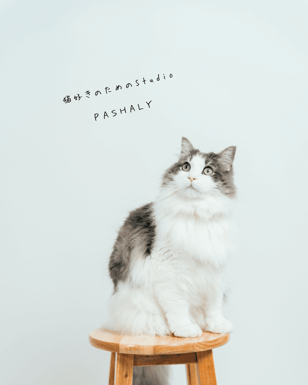 猫好きのためのスタジオ PASHALY 横浜