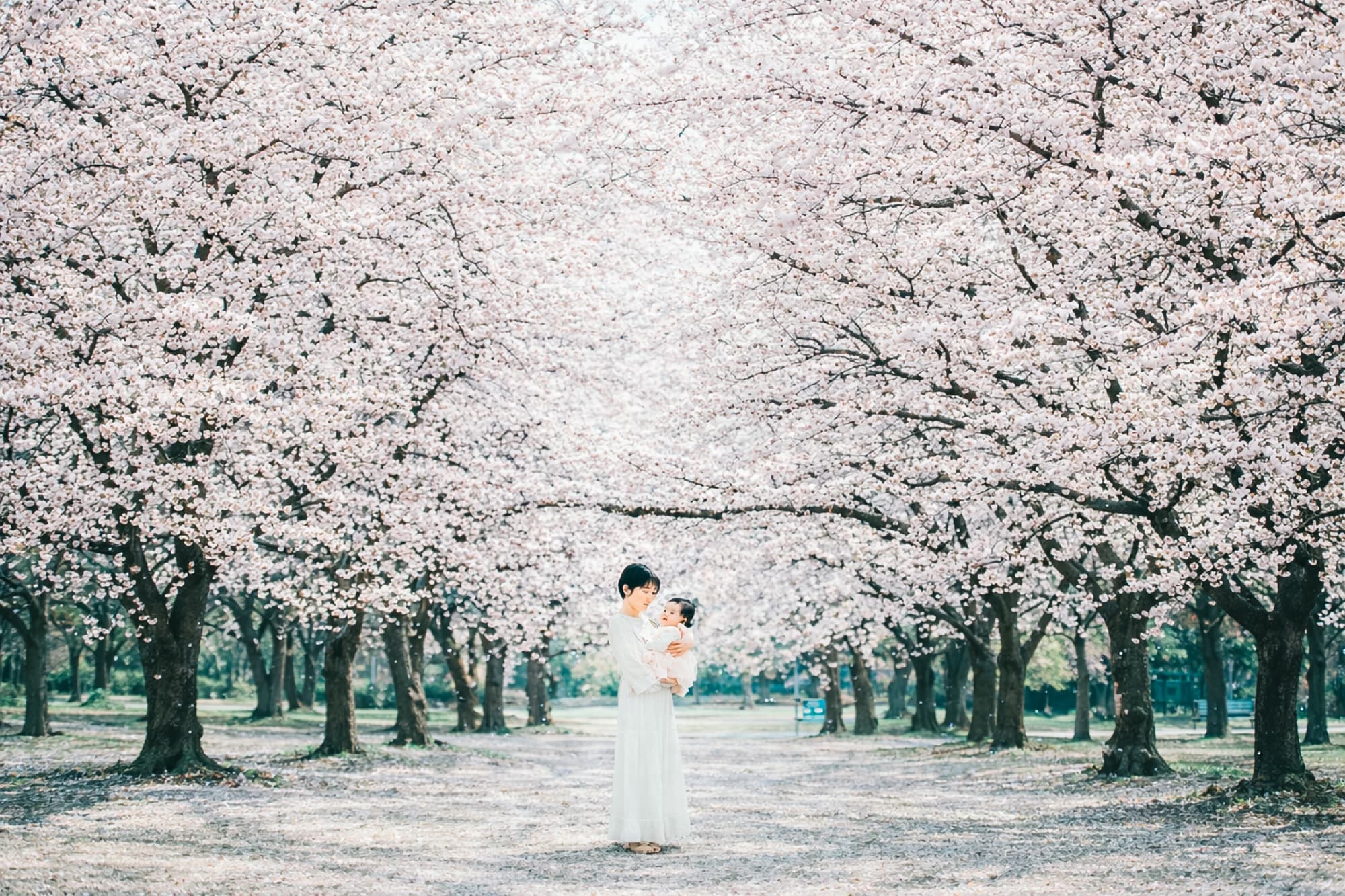 親子 桜