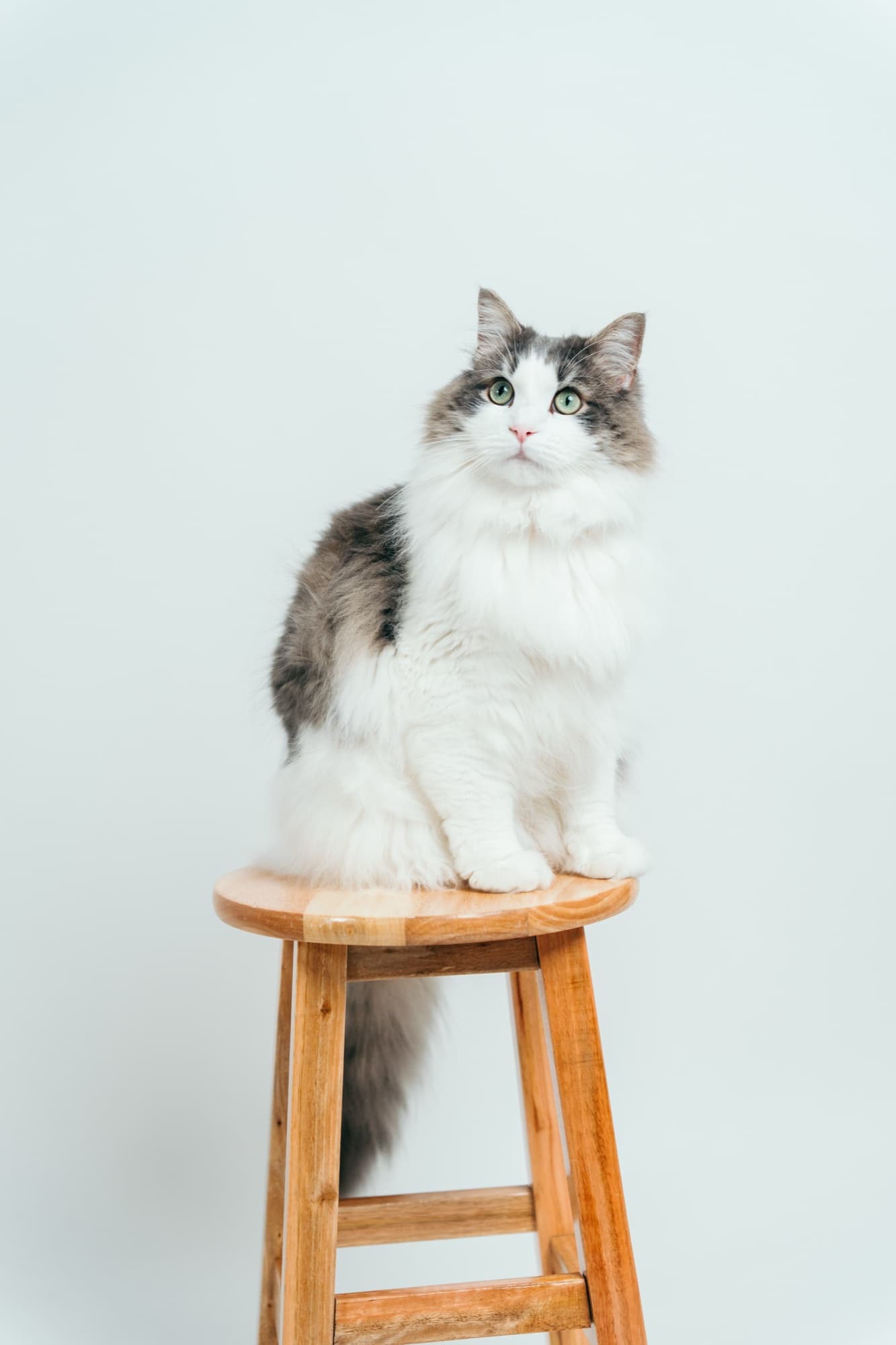 スタジオ（猫）の撮影事例