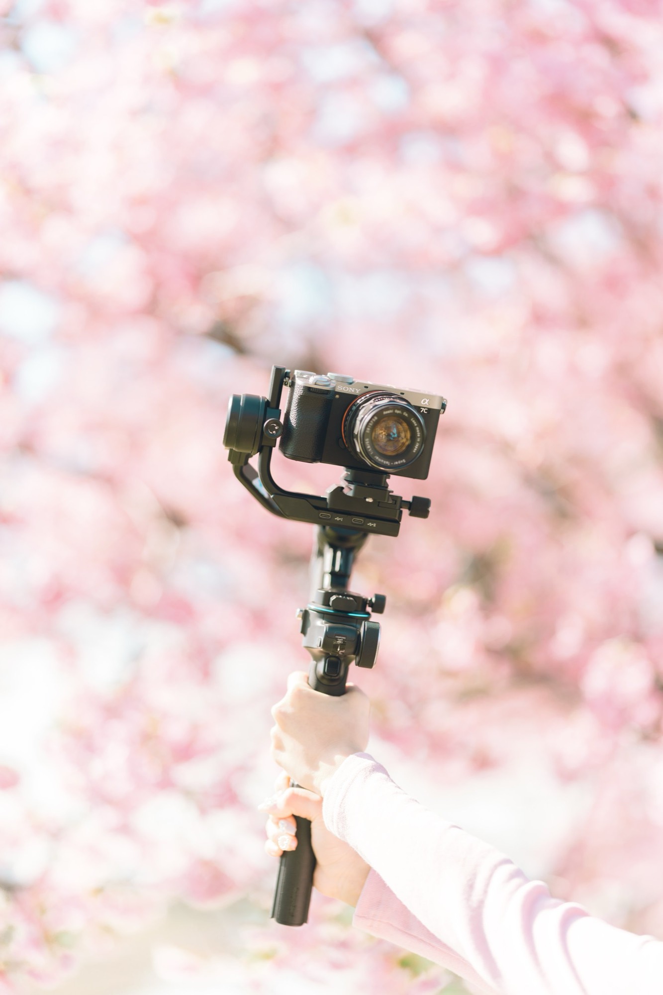 桜を背景にしたジンバルとカメラ 動画撮影機材