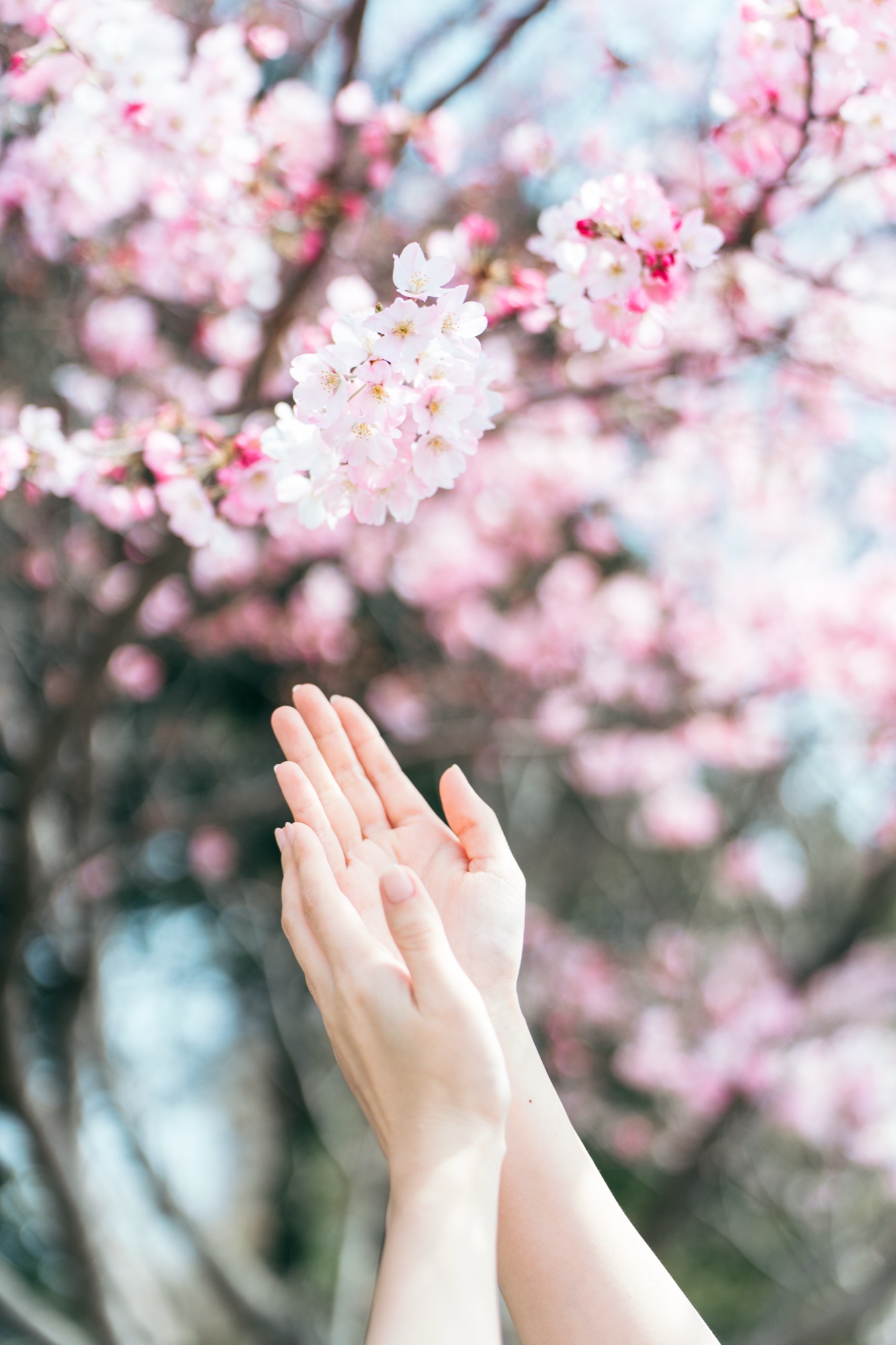桜と手元(アップ)