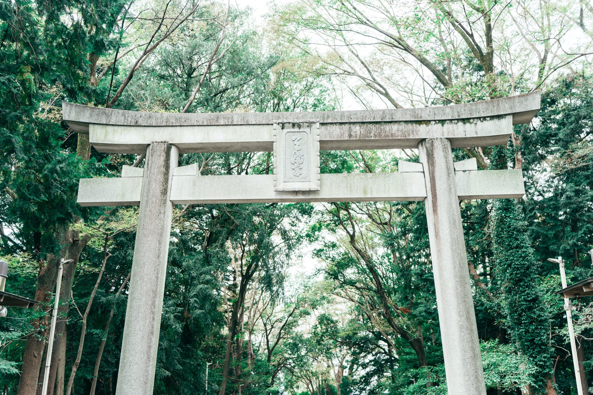 谷保天満宮の緑に囲まれた石の鳥居