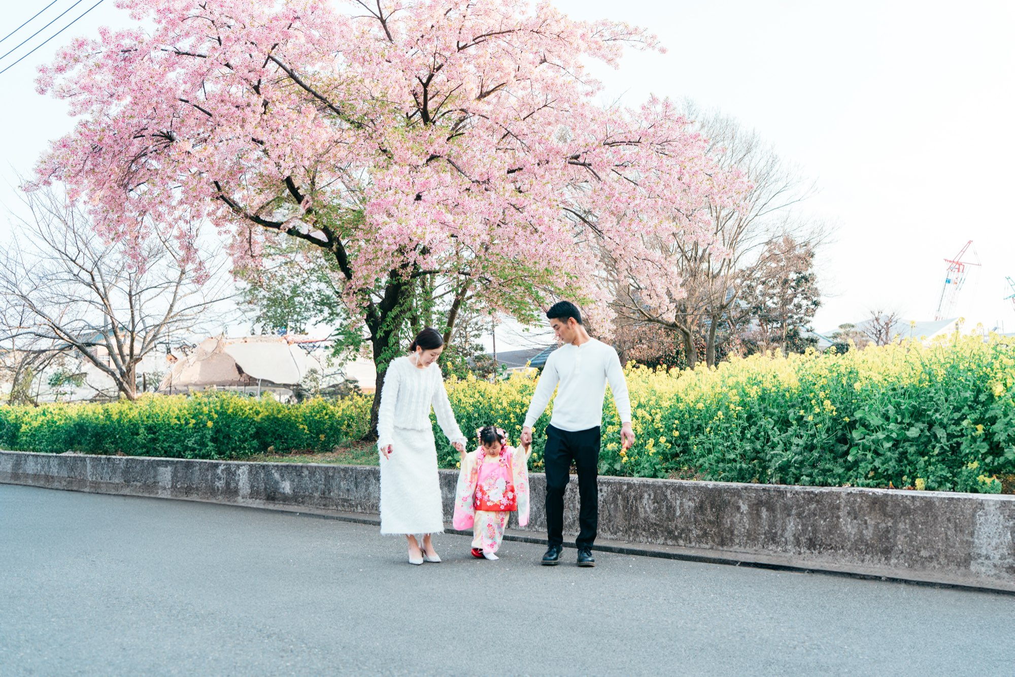 桜と菜の花のロケーションで手をつないで歩く、七五三・3歳の女の子とご両親