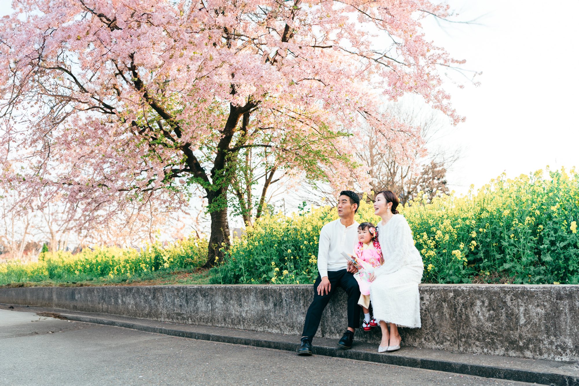 満開の桜の下に座る家族3人(菜の花のロケーション七五三前撮り)